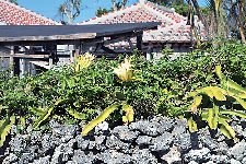 【竹富島で水牛車観光 新田観光】シミュレーション