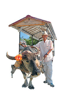 【竹富島で水牛車観光 新田観光】シミュレーション