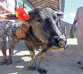 感謝をこめて水牛と記念写真