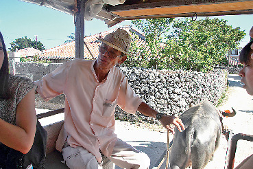 【竹富島で水牛車観光 新田観光】シミュレーション