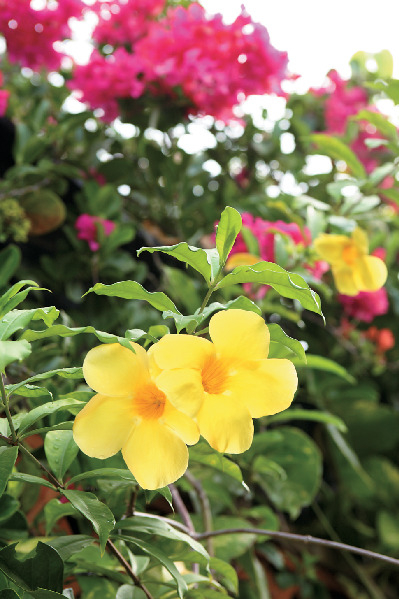 水牛車に揺られての~んびり。海を渡ってトロピカルアイランドへ