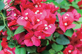 水牛車に揺られての~んびり。海を渡ってトロピカルアイランドへ