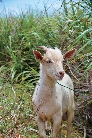 波照間島の遊び方