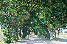 塩川御嶽とフクギ並木