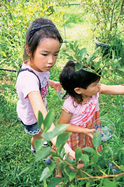 【淡路島 子供と遊べるレジャースポット】淡路島ブルーベリー園