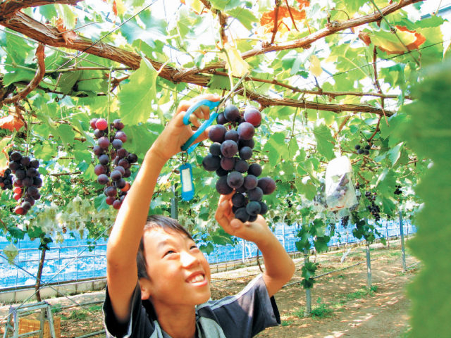 【淡路島 子供と遊べるレジャースポット】淡路島フルーツ農園