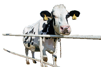 【淡路島 子供と遊べるレジャースポット】淡路島牧場