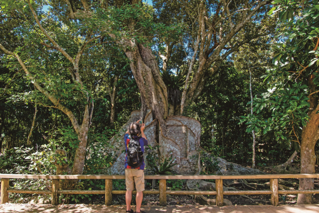 【仲間川×マングローブ遊覧】④ハイライト! 日本最大級のサキシマスオウノキ