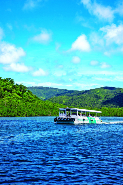 【西表島×ドライブ】9:30 日本最大のマングローブへ!「仲間川マングローブクルーズ」