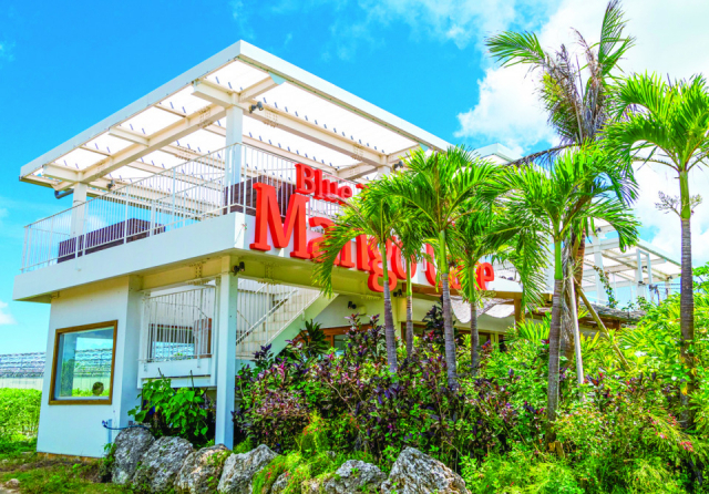 自社農園で収穫したフレッシュなマンゴーを「Blue Turtle Farm Mango cafe」