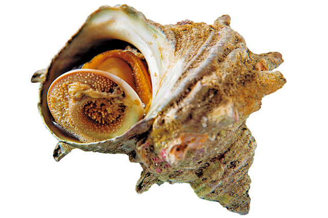 炉端焼きで際立つ磯の香り「近江町旬彩焼」