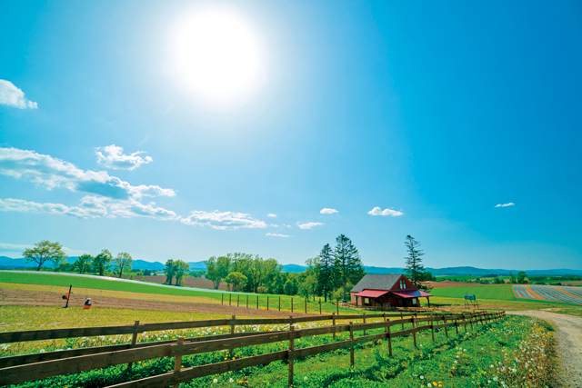【美瑛のおすすめ野菜ランチ】農場スープともっちもちの手ごねパン「畑のパンひとさじ」