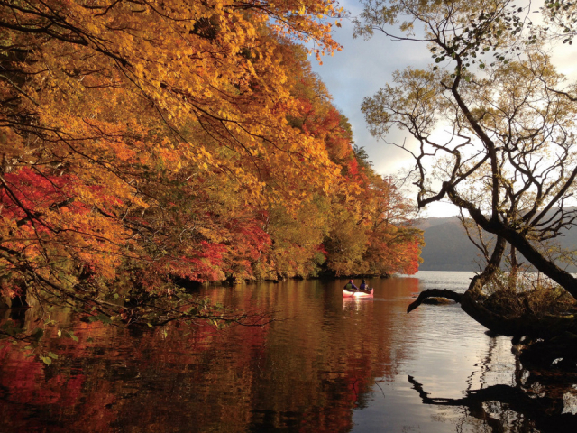 ブナの森に抱かれた 湖上を進む 十和田湖ガイドハウス 櫂