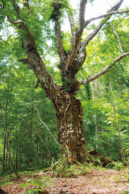 【藤里コース】岳岱自然観察教育林
