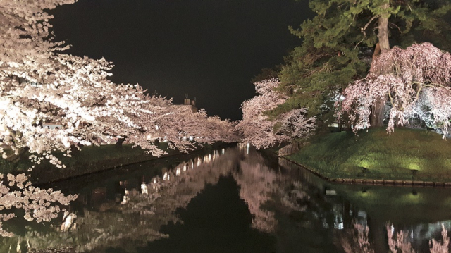 #夜桜