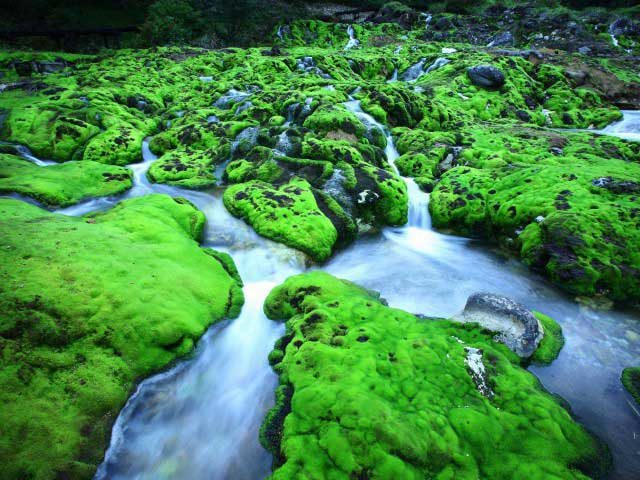 【群馬・四万温泉&中之条×モデルコース】2日目 10:30 チャツボミゴケ公園
