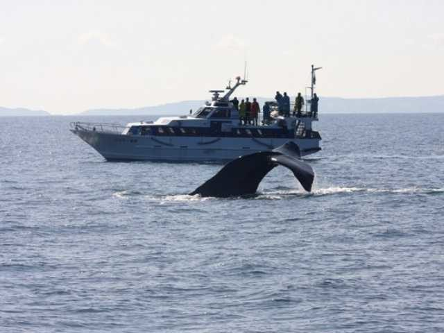 羅臼の宿まるみ