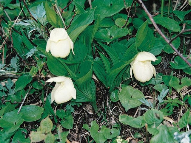 【礼文島の南北縦断ドライブの見どころ】レブンアツモリソウが見られます