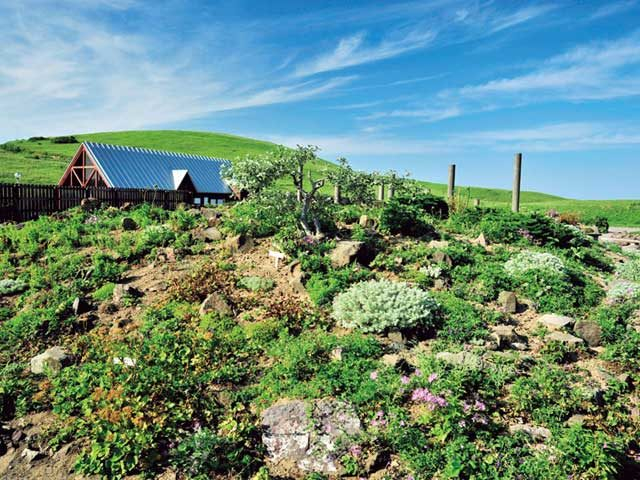 【礼文島の南北縦断ドライブの見どころ】礼文町 高山植物園