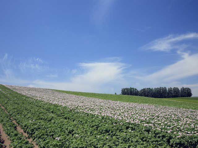 【美瑛の丘×モデルコース】④カラマツの防風林が立ち並ぶゆるやかな丘「マイルドセブンの丘」