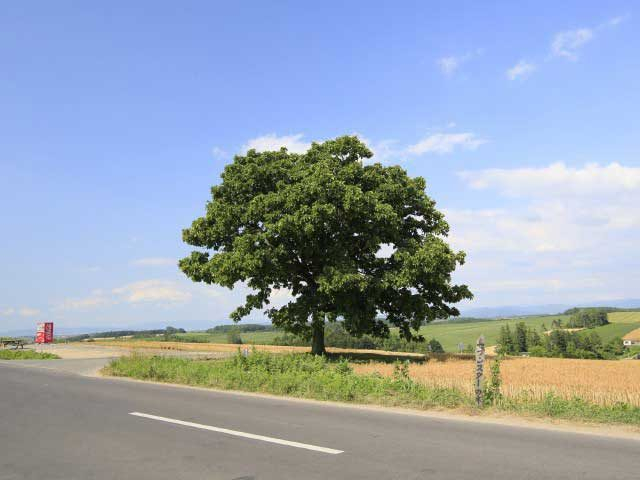 【美瑛の丘×モデルコース】②パッチワークの路一帯を一望できる「セブンスターの木」