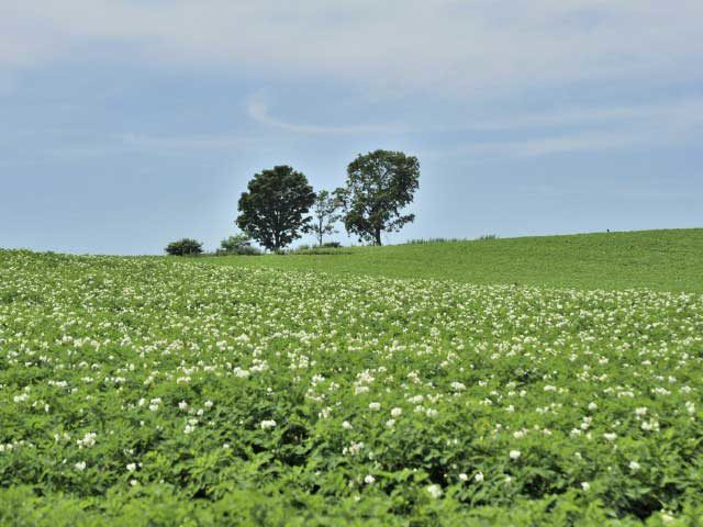 【美瑛の丘×モデルコース】③仲よく寄り添う3本のかしわの木「親子の木」