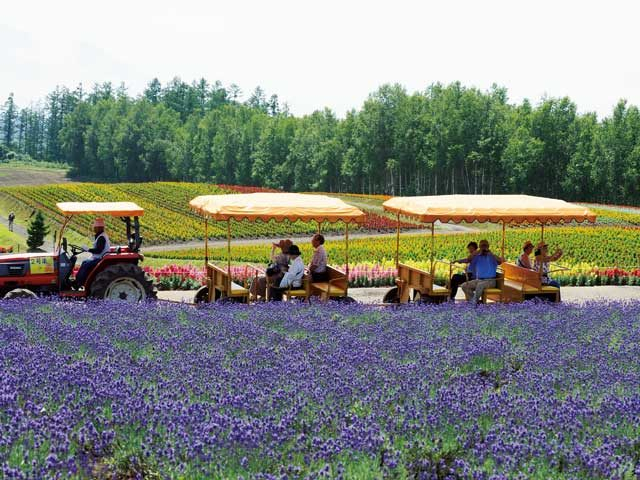 【美瑛の丘×モデルコース】⑧さまざまな楽しみ方があるお花畑「四季彩の丘」