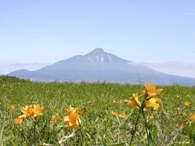【桃岩展望台コースの見どころ】花畑越しの利尻山