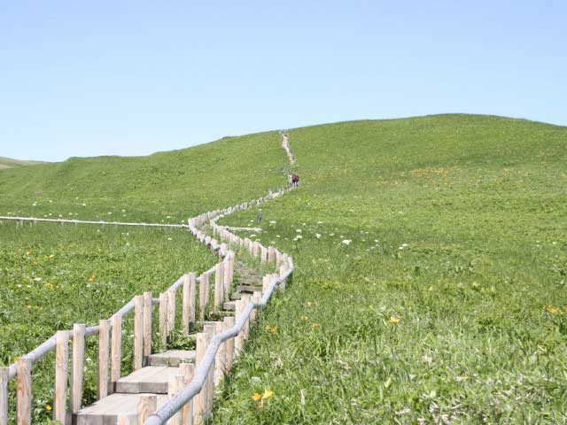 【桃岩展望台コースの見どころ】お花畑の中の遊歩道
