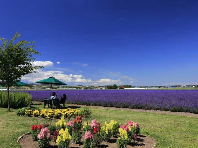 富良野のラベンダー畑