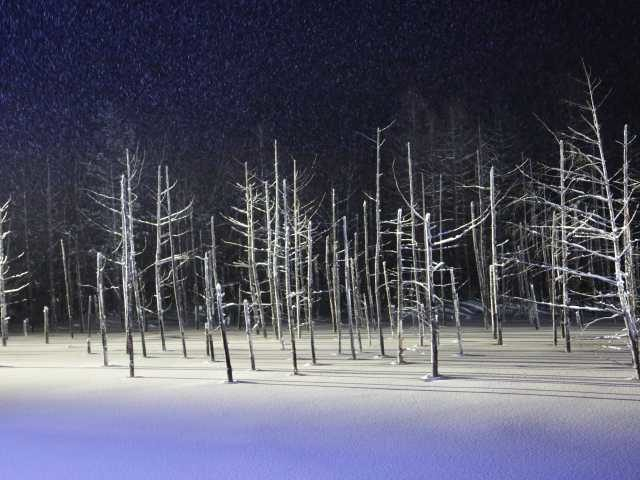 白金 青い池のライトアップ