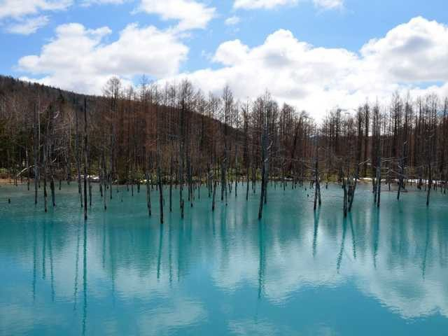 【富良野・美瑛・旭川×エリアのお楽しみ】見どころ