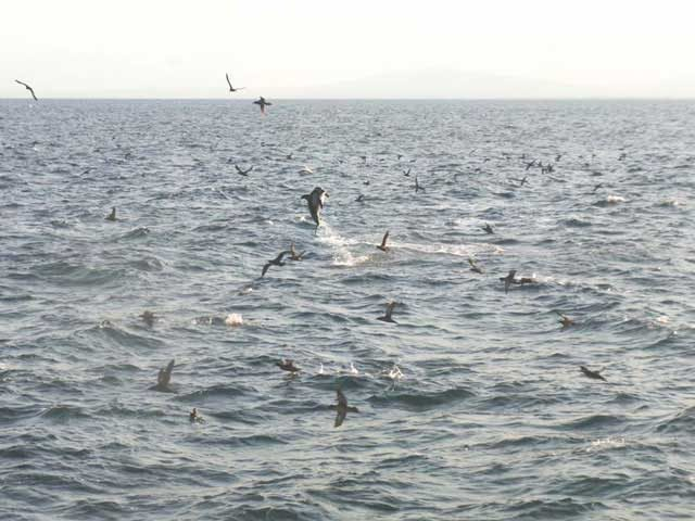 あばしりネイチャークルーズ クジラ・イルカ・ウミドリウォッチング