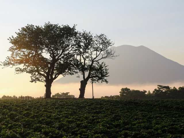 双子のさくらんぼの木