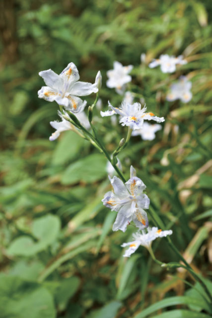 境内で見られる花々