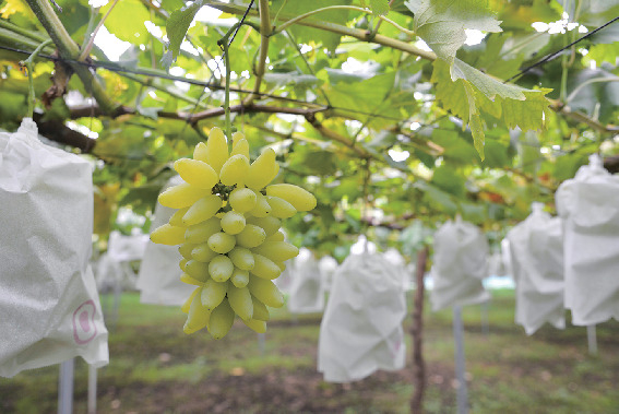 観光農園あかぎおろし