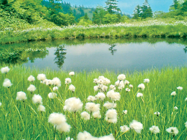 【群馬・中之条×絶景】草原に白い綿毛まるで絵画のよう!「芳ヶ平湿原」