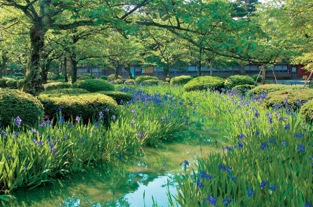 【兼六園×イベントと花の見頃】夏