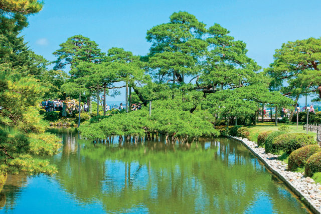 【兼六園×見どころ】②唐崎松