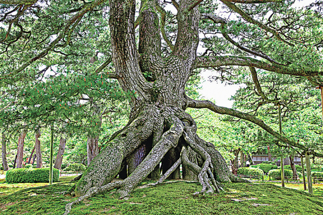 【兼六園×見どころ】ここもおすすめ! 根上松(ねあがりのまつ)