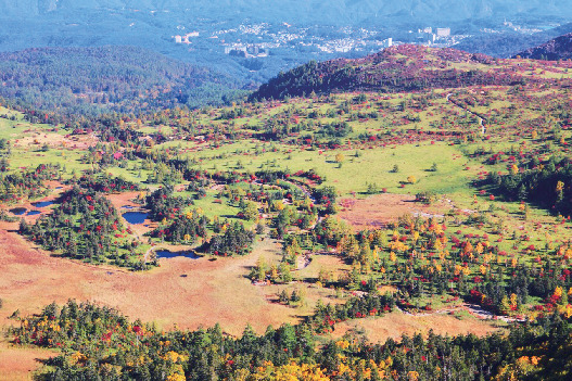 【群馬・中之条×絶景】草原に白い綿毛まるで絵画のよう!「芳ヶ平湿原」