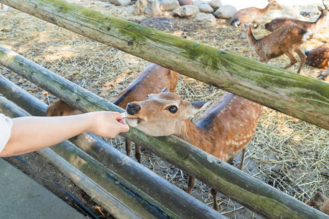 ウォーキングサファリゾーンでエサやり体験