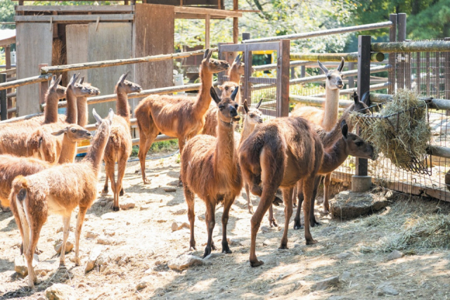 ウォーキングサファリゾーンでエサやり体験