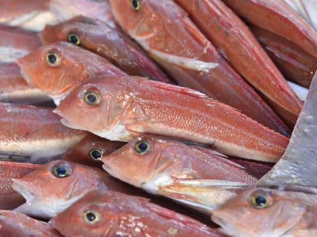 【輪島朝市×ショッピング】鮮魚