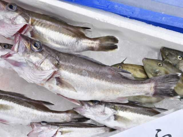 【輪島朝市×グルメ】朝市さかば