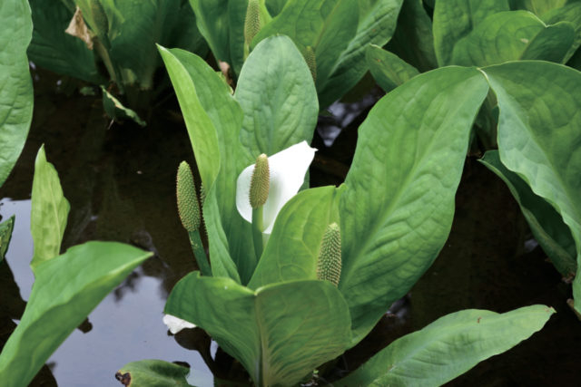 境内で見られる花々