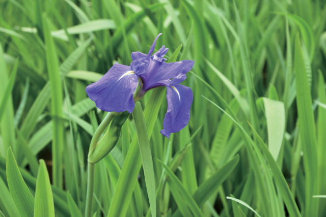 境内で見られる花々