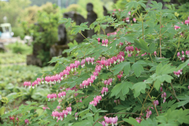 境内で見られる花々