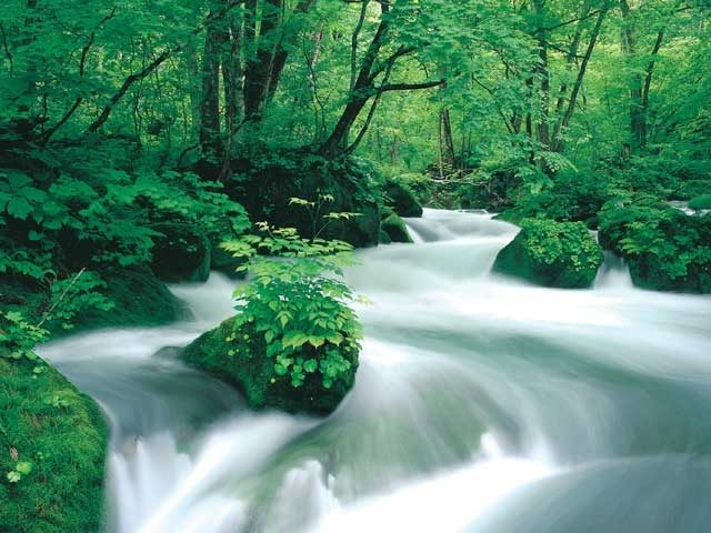 清流と緑に癒される奥入瀬渓流