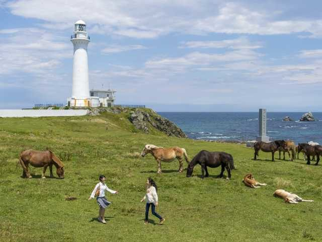 【下北半島×ドライブ 2日目⑨】断崖絶壁の”恋する灯台”と寒立馬に会いに行こう!「尻屋崎」